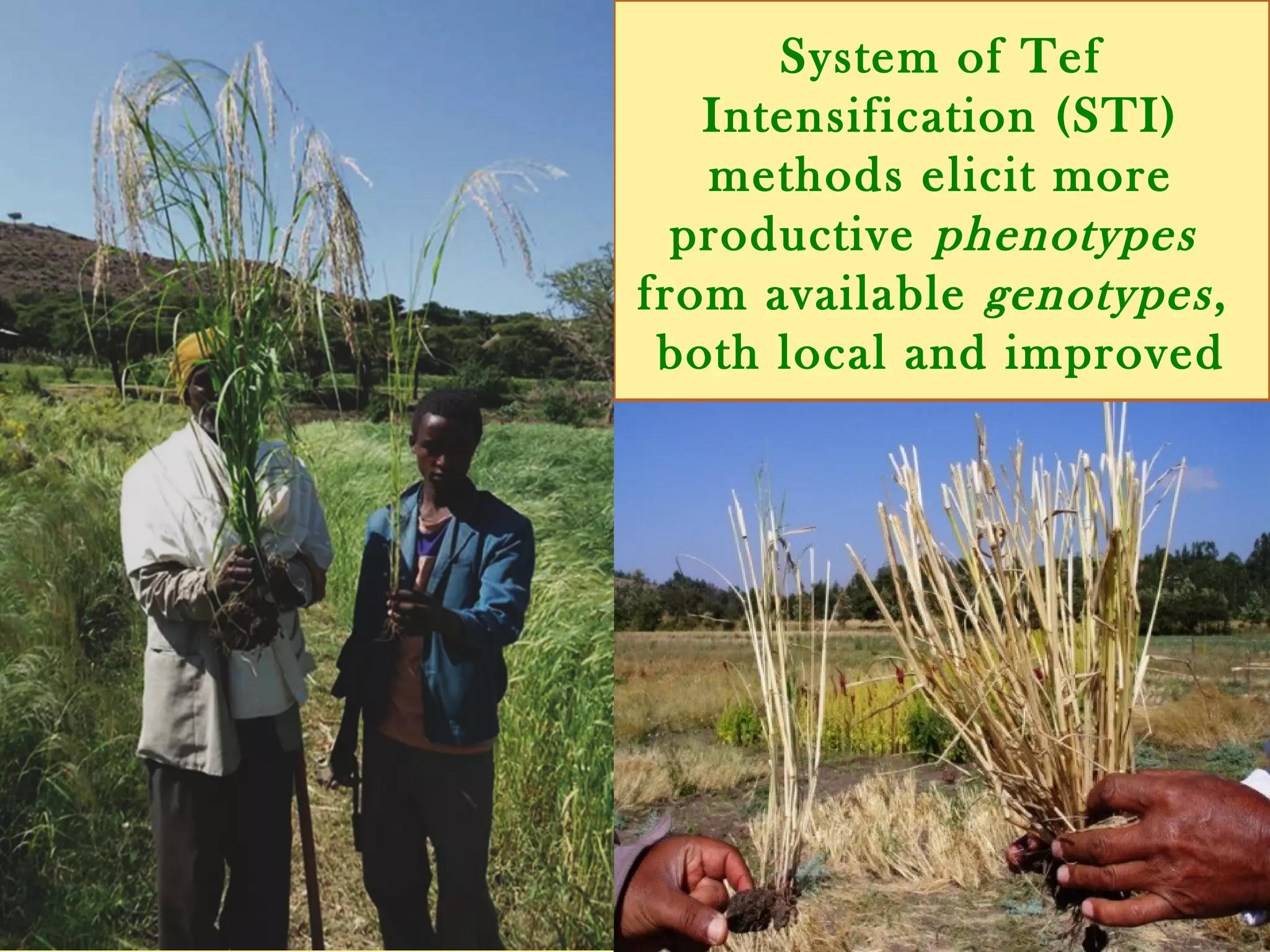 System of Tef Intensification
(STI) methods elicit more
productive phenotypes
from available genotypes,
both local and improved
 