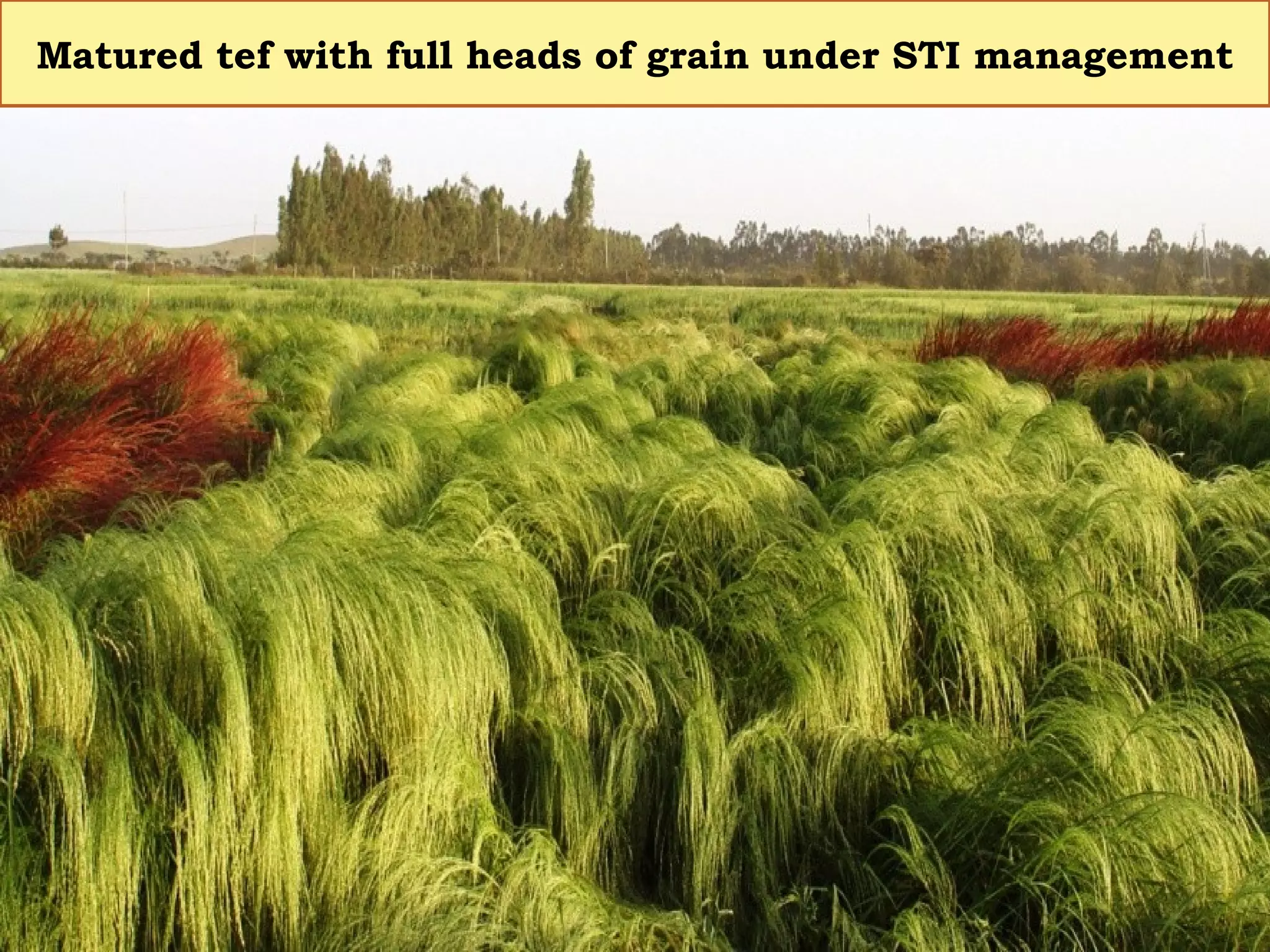 Matured tef with full heads of grain under STI management
 