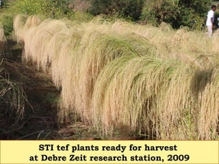 STI tef plants ready for harvest
at Debre Zeit research station, 2009
 