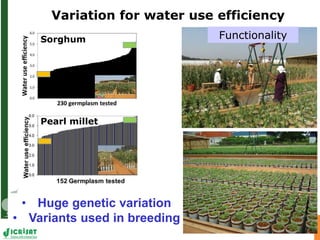 Advances in below and above-ground phenotyping