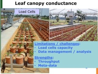 Advances in below and above-ground phenotyping