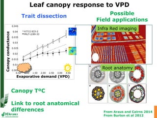 Advances in below and above-ground phenotyping