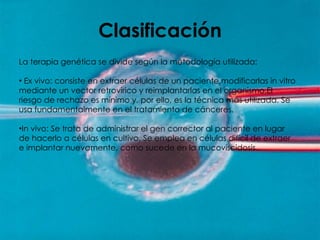Clasificación La terapia genética se divide según la metodología utilizada: Ex vivo: consiste en extraer células de un paciente,modificarlas in vitro mediante un vector retrovirico y reimplantarlas en el organismo. El riesgo de rechazo es mínimo y, por ello, es la técnica más utilizada. Se usa fundamentalmente en el tratamiento de cánceres. In vivo: Se trata de administrar el gen corrector al paciente en lugar de hacerlo a células en cultivo. Se emplea en células difícil de extraer e implantar nuevamente, como sucede en la mucoviscidosis. 