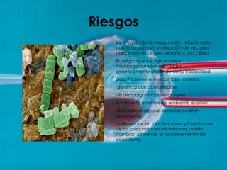 Riesgos La mayoría de los riesgos están relacionados con la producción y utilización de vectores para transmitir un gen extraño a una célula. El peligro que supone manejar microorganismos manipulados genéticamente depende de su capacidad  para sobrevivir e intercambiar material genético con comunidades de microorganismos autóctonos.  Su impacto en el medio ambiente es difícil  de predecir; algunas especies podrían desplazarse o desaparecer, y las funciones y la estructura de las comunidades microbianas podría cambiar, alterando el funcionamiento del ecosistema. 