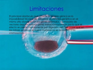 Limitaciones El principal obstáculo que afronta la terapia génica es la imposibilidad técnica de introducir el material genético en el mismo sitio donde están los genes anómalos. La mayoría de vectores deja los nuevos genes extracromosómicos por lo que el efecto se pierde rápidamente por digestión del DNA o por que en las mitosis sucesivas el nuevo material no se incorpora a los cromosomas. 