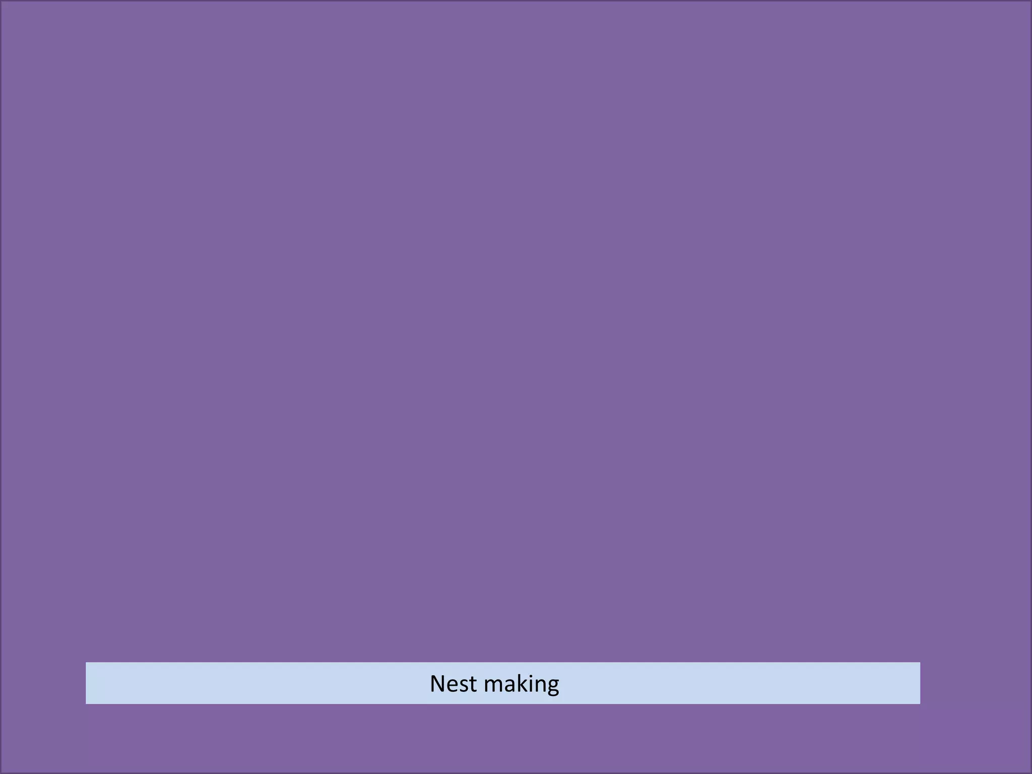 nest making | PPTX