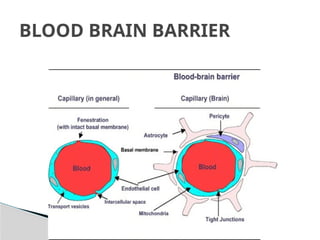 Blood brain barrier and csf dynamics | PPTX