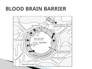 Blood brain barrier and csf dynamics | PPTX