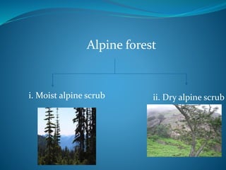 GGLOBAL DISTRIBUTION OF FORESTS.pptx