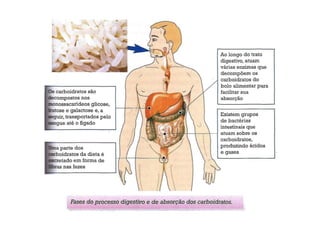 Digestão e absorção dos carboidratos 
