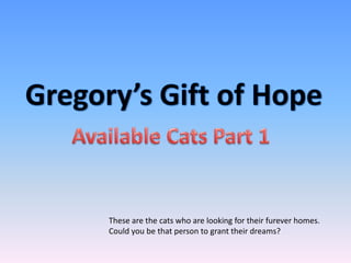 These are the cats who are looking for their furever homes.
Could you be that person to grant their dreams?
 
