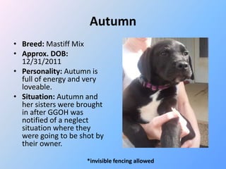 Autumn
• Breed: Mastiff Mix
• Approx. DOB:
  12/31/2011
• Personality: Autumn is
  full of energy and very
  loveable.
• Situation: Autumn and
  her sisters were brought
  in after GGOH was
  notified of a neglect
  situation where they
  were going to be shot by
  their owner.

                     *invisible fencing allowed
 