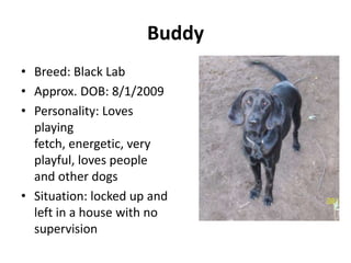 Buddy
• Breed: Black Lab
• Approx. DOB: 8/1/2009
• Personality: Loves
  playing
  fetch, energetic, very
  playful, loves people
  and other dogs
• Situation: locked up and
  left in a house with no
  supervision
 