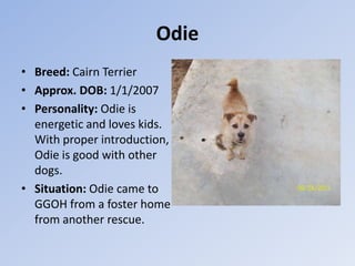 Odie
• Breed: Cairn Terrier
• Approx. DOB: 1/1/2007
• Personality: Odie is
  energetic and loves kids.
  With proper introduction,
  Odie is good with other
  dogs.
• Situation: Odie came to
  GGOH from a foster home
  from another rescue.
 