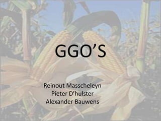 GGO’S Reinout Masscheleyn  Pieter D’hulster  Alexander Bauwens  