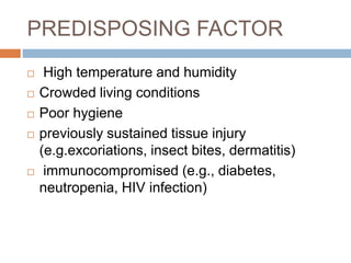 PREDISPOSING FACTOR
High temperature and humidity
Crowded living conditions
Poor hygiene
previously sustained tissue injury
(e.g.excoriations, insect bites, dermatitis)
immunocompromised (e.g., diabetes,
neutropenia, HIV infection)