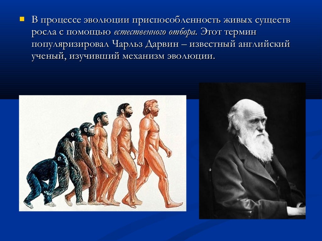 Урок семинар современные проблемы теории эволюции 9 класс пасечник. Механизмы эволюции живых организмов. Механизмы эволюционного процесса. Механизмы биологической эволюции. Механизм эволюции современной.