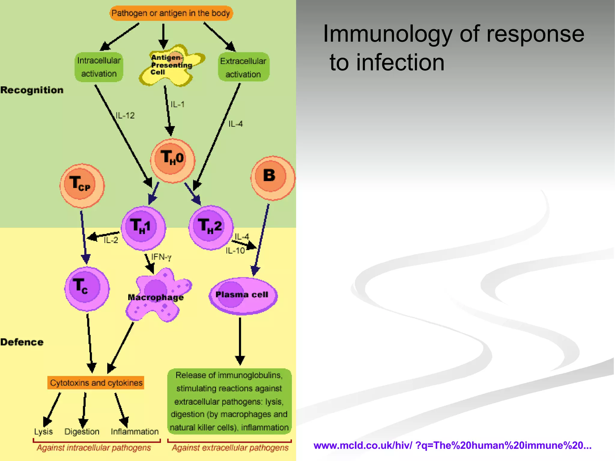 www.mcld.co.uk/hiv/ ?q=The%20human%20immune%20...   Immunology of response to infection 