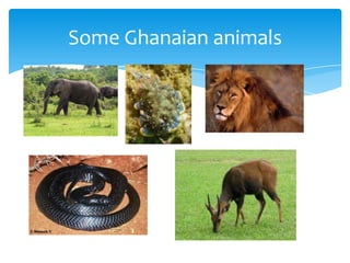 Some Ghanaian animals