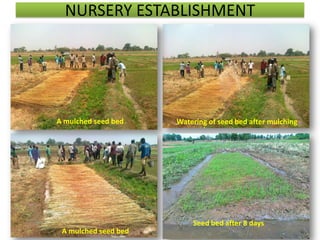 NURSERY ESTABLISHMENT




A mulched seed bed    Watering of seed bed after mulching




                          Seed bed...