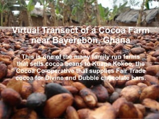 Ghanaian Cocoa Farm 