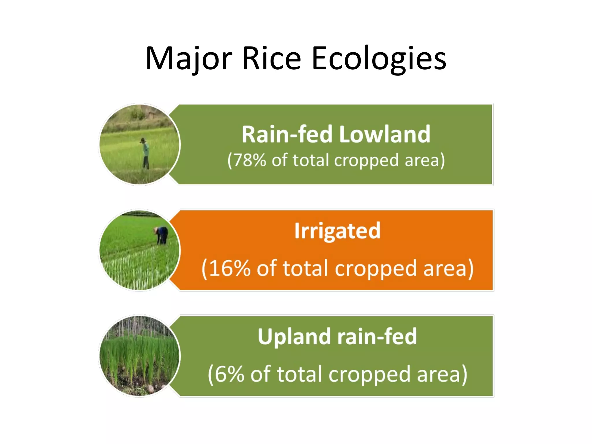 Major Rice Ecologies
 