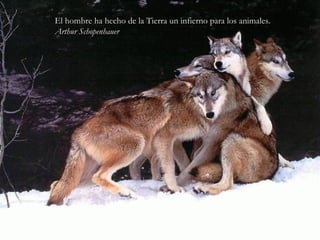 El hombre ha hecho de la Tierra un infierno para los animales.El hombre ha hecho de la Tierra un infierno para los animales.
Arthur SchopenhauerArthur Schopenhauer
 