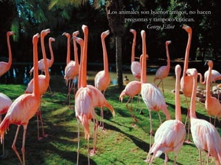 Los animales son buenos amigos, no hacenLos animales son buenos amigos, no hacen
preguntas y tampoco critican.preguntas y tampoco critican.
George ElliotGeorge Elliot
 