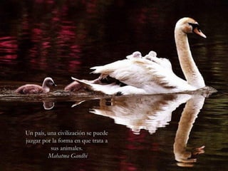 Un país, una civilización se puedeUn país, una civilización se puede
juzgar por la forma en que trata ajuzgar por la forma en que trata a
sus animales.sus animales.
Mahatma GandhiMahatma Gandhi
 