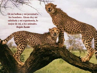 Di mi belleza y mi juventud aDi mi belleza y mi juventud a
los hombres. Ahora doy milos hombres. Ahora doy mi
sabiduría y mi experiencia, losabiduría y mi experiencia, lo
mejor de mí, a los animales.mejor de mí, a los animales.
Brigitte BardotBrigitte Bardot
 