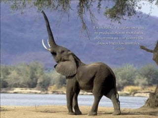 Es increíble y vergonzoso queEs increíble y vergonzoso que
ni predicadores ni moralistasni predicadores ni moralistas
eleven más su voz contra loseleven más su voz contra los
abusos hacia los animales.abusos hacia los animales.
Voltaire.Voltaire.
 