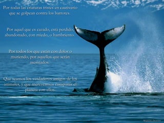 Por todas las criaturas tristes en cautiverioPor todas las criaturas tristes en cautiverio
que se golpean contra los barrotes.que se golpean contra los barrotes.
Por aquel que es cazado, está perdido,Por aquel que es cazado, está perdido,
abandonado, con miedo, o hambriento.abandonado, con miedo, o hambriento.
Por todos los que están con dolor oPor todos los que están con dolor o
muriendo, por aquellos que seránmuriendo, por aquellos que serán
asesinados.asesinados.
Que seamos los verdaderos amigos de losQue seamos los verdaderos amigos de los
animales, y que merezcamos compartir elanimales, y que merezcamos compartir el
planeta con ellos.planeta con ellos.
 