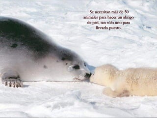 Se necesitan más de 50Se necesitan más de 50
animales para hacer un abrigoanimales para hacer un abrigo
de piel, tan sólo uno parade piel, tan sólo uno para
llevarlo puesto.llevarlo puesto.
 