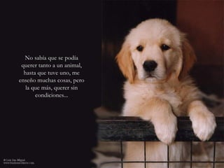No sabía que se podíaNo sabía que se podía
querer tanto a un animal,querer tanto a un animal,
hasta que tuve uno, mehasta que tuve uno, me
enseño muchas cosas, peroenseño muchas cosas, pero
la que más, querer sinla que más, querer sin
condiciones...condiciones...
 