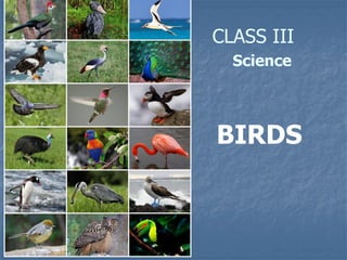 CLASS III
BIRDS
Science
 