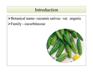 IntroductionIntroduction
Botanical name- cucumis sativus var. angaria
Family - cucurbitaceae
 
