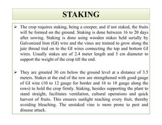 STAKINGSTAKING
 The crop requires staking, being a creeper, and if not staked, the fruits
will be formed on the ground. Staking is done between 16 to 20 days
after sowing. Staking is done using wooden stakes held serially by
Galvonized Iron (GI) wire and the vines are trained to grow along the
jute thread tied on to the GI wires connecting the top and bottom GI
wires. Usually stakes are of 2.4 meter length and 5 cm diameter to
support the weight of the crop till the end.
 They are grouted 30 cm below the ground level at a distance of 3.5
meters. Stakes at the end of the row are strengthened with good gauge
of GI wire (10 to 12 gauge for border and 16 to 18 gauge along the
rows) to hold the crop firmly. Staking, besides supporting the plant to
stand straight, facilitates ventilation, cultural operations and quick
harvest of fruits. This ensures sunlight reaching every fruit, thereby
avoiding bleaching. The unstaked vine is more prone to pest and
disease attack.
 The crop requires staking, being a creeper, and if not staked, the fruits
will be formed on the ground. Staking is done between 16 to 20 days
after sowing. Staking is done using wooden stakes held serially by
Galvonized Iron (GI) wire and the vines are trained to grow along the
jute thread tied on to the GI wires connecting the top and bottom GI
wires. Usually stakes are of 2.4 meter length and 5 cm diameter to
support the weight of the crop till the end.
 They are grouted 30 cm below the ground level at a distance of 3.5
meters. Stakes at the end of the row are strengthened with good gauge
of GI wire (10 to 12 gauge for border and 16 to 18 gauge along the
rows) to hold the crop firmly. Staking, besides supporting the plant to
stand straight, facilitates ventilation, cultural operations and quick
harvest of fruits. This ensures sunlight reaching every fruit, thereby
avoiding bleaching. The unstaked vine is more prone to pest and
disease attack.
 