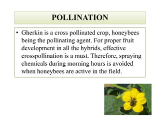 POLLINATIONPOLLINATION
• Gherkin is a cross pollinated crop, honeybees
being the pollinating agent. For proper fruit
development in all the hybrids, effective
crosspollination is a must. Therefore, spraying
chemicals during morning hours is avoided
when honeybees are active in the field.
• Gherkin is a cross pollinated crop, honeybees
being the pollinating agent. For proper fruit
development in all the hybrids, effective
crosspollination is a must. Therefore, spraying
chemicals during morning hours is avoided
when honeybees are active in the field.
 