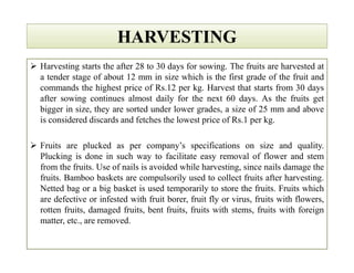 HARVESTINGHARVESTING
 Harvesting starts the after 28 to 30 days for sowing. The fruits are harvested at
a tender stage of about 12 mm in size which is the first grade of the fruit and
commands the highest price of Rs.12 per kg. Harvest that starts from 30 days
after sowing continues almost daily for the next 60 days. As the fruits get
bigger in size, they are sorted under lower grades, a size of 25 mm and above
is considered discards and fetches the lowest price of Rs.1 per kg.
 Fruits are plucked as per company’s specifications on size and quality.
Plucking is done in such way to facilitate easy removal of flower and stem
from the fruits. Use of nails is avoided while harvesting, since nails damage the
fruits. Bamboo baskets are compulsorily used to collect fruits after harvesting.
Netted bag or a big basket is used temporarily to store the fruits. Fruits which
are defective or infested with fruit borer, fruit fly or virus, fruits with flowers,
rotten fruits, damaged fruits, bent fruits, fruits with stems, fruits with foreign
matter, etc., are removed.
 Harvesting starts the after 28 to 30 days for sowing. The fruits are harvested at
a tender stage of about 12 mm in size which is the first grade of the fruit and
commands the highest price of Rs.12 per kg. Harvest that starts from 30 days
after sowing continues almost daily for the next 60 days. As the fruits get
bigger in size, they are sorted under lower grades, a size of 25 mm and above
is considered discards and fetches the lowest price of Rs.1 per kg.
 Fruits are plucked as per company’s specifications on size and quality.
Plucking is done in such way to facilitate easy removal of flower and stem
from the fruits. Use of nails is avoided while harvesting, since nails damage the
fruits. Bamboo baskets are compulsorily used to collect fruits after harvesting.
Netted bag or a big basket is used temporarily to store the fruits. Fruits which
are defective or infested with fruit borer, fruit fly or virus, fruits with flowers,
rotten fruits, damaged fruits, bent fruits, fruits with stems, fruits with foreign
matter, etc., are removed.
 