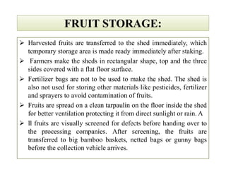 FRUIT STORAGE:FRUIT STORAGE:
 Harvested fruits are transferred to the shed immediately, which
temporary storage area is made ready immediately after staking.
 Farmers make the sheds in rectangular shape, top and the three
sides covered with a flat floor surface.
 Fertilizer bags are not to be used to make the shed. The shed is
also not used for storing other materials like pesticides, fertilizer
and sprayers to avoid contamination of fruits.
 Fruits are spread on a clean tarpaulin on the floor inside the shed
for better ventilation protecting it from direct sunlight or rain. A
 ll fruits are visually screened for defects before handing over to
the processing companies. After screening, the fruits are
transferred to big bamboo baskets, netted bags or gunny bags
before the collection vehicle arrives.
 Harvested fruits are transferred to the shed immediately, which
temporary storage area is made ready immediately after staking.
 Farmers make the sheds in rectangular shape, top and the three
sides covered with a flat floor surface.
 Fertilizer bags are not to be used to make the shed. The shed is
also not used for storing other materials like pesticides, fertilizer
and sprayers to avoid contamination of fruits.
 Fruits are spread on a clean tarpaulin on the floor inside the shed
for better ventilation protecting it from direct sunlight or rain. A
 ll fruits are visually screened for defects before handing over to
the processing companies. After screening, the fruits are
transferred to big bamboo baskets, netted bags or gunny bags
before the collection vehicle arrives.
 