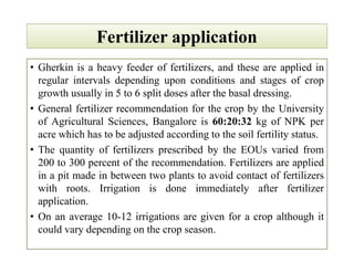Fertilizer applicationFertilizer application
• Gherkin is a heavy feeder of fertilizers, and these are applied in
regular intervals depending upon conditions and stages of crop
growth usually in 5 to 6 split doses after the basal dressing.
• General fertilizer recommendation for the crop by the University
of Agricultural Sciences, Bangalore is 60:20:32 kg of NPK per
acre which has to be adjusted according to the soil fertility status.
• The quantity of fertilizers prescribed by the EOUs varied from
200 to 300 percent of the recommendation. Fertilizers are applied
in a pit made in between two plants to avoid contact of fertilizers
with roots. Irrigation is done immediately after fertilizer
application.
• On an average 10-12 irrigations are given for a crop although it
could vary depending on the crop season.
• Gherkin is a heavy feeder of fertilizers, and these are applied in
regular intervals depending upon conditions and stages of crop
growth usually in 5 to 6 split doses after the basal dressing.
• General fertilizer recommendation for the crop by the University
of Agricultural Sciences, Bangalore is 60:20:32 kg of NPK per
acre which has to be adjusted according to the soil fertility status.
• The quantity of fertilizers prescribed by the EOUs varied from
200 to 300 percent of the recommendation. Fertilizers are applied
in a pit made in between two plants to avoid contact of fertilizers
with roots. Irrigation is done immediately after fertilizer
application.
• On an average 10-12 irrigations are given for a crop although it
could vary depending on the crop season.
 
