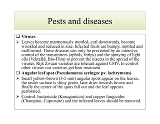 Pests and diseasesPests and diseases
 Viruses
 Leaves become marmorously mottled, curl downwards, become
wrinkled and reduced in size. Infected fruits are bumpy, mottled and
malformed. These diseases can only be prevented by an intensive
control of the transmittors (aphids, thrips) and the spraying of light
oils (Vektafid, Bio-Film) to prevent the insects in the spread of the
viruses. Rijk Zwaan varieties are tolerant against CMV, to control
other viruses our varieties get heat treatment.
 Angular leaf spot (Pseudomonas syringae pv. lachrymans)
 Small yellow-brown (3-5 mm) angular spots appear on the leaves,
the under surface is shiny green, later dries towards brown and
finally the center of the spots fall out and the leaf appears
perforated.
 Control: bactericide (Kasugamicin) and copper fungicides
(Champion, Cuproxate) and the infected leaves should be removed.
 Viruses
 Leaves become marmorously mottled, curl downwards, become
wrinkled and reduced in size. Infected fruits are bumpy, mottled and
malformed. These diseases can only be prevented by an intensive
control of the transmittors (aphids, thrips) and the spraying of light
oils (Vektafid, Bio-Film) to prevent the insects in the spread of the
viruses. Rijk Zwaan varieties are tolerant against CMV, to control
other viruses our varieties get heat treatment.
 Angular leaf spot (Pseudomonas syringae pv. lachrymans)
 Small yellow-brown (3-5 mm) angular spots appear on the leaves,
the under surface is shiny green, later dries towards brown and
finally the center of the spots fall out and the leaf appears
perforated.
 Control: bactericide (Kasugamicin) and copper fungicides
(Champion, Cuproxate) and the infected leaves should be removed.
 