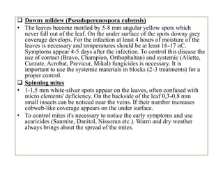  Downy mildew (Pseudoperonospora cubensis)
• The leaves become mottled by 5-8 mm angular yellow spots which
never fall out of the leaf. On the under surface of the spots downy grey
coverage develops. For the infection at least 4 hours of moisture of the
leaves is necessary and temperatures should be at least 16-17 oC.
Symptoms appear 4-5 days after the infection. To control this disease the
use of contact (Bravo, Champion, Orthophaltan) and systemic (Aliette,
Curzate, Acrobat, Previcur, Mikal) fungicides is necessary. It is
important to use the systemic materials in blocks (2-3 treatments) for a
proper control.
 Spinning mites
• 1-1,5 mm white-silver spots appear on the leaves, often confused with
micro elements' deficiency. On the backside of the leaf 0,3-0,8 mm
small insects can be noticed near the veins. If their number increases
cobweb-like coverage appears on the under surface.
• To control mites it's necessary to notice the early symptoms and use
acaricides (Sanmite, Danitol, Nissorun etc.). Warm and dry weather
always brings about the spread of the mites.
 Downy mildew (Pseudoperonospora cubensis)
• The leaves become mottled by 5-8 mm angular yellow spots which
never fall out of the leaf. On the under surface of the spots downy grey
coverage develops. For the infection at least 4 hours of moisture of the
leaves is necessary and temperatures should be at least 16-17 oC.
Symptoms appear 4-5 days after the infection. To control this disease the
use of contact (Bravo, Champion, Orthophaltan) and systemic (Aliette,
Curzate, Acrobat, Previcur, Mikal) fungicides is necessary. It is
important to use the systemic materials in blocks (2-3 treatments) for a
proper control.
 Spinning mites
• 1-1,5 mm white-silver spots appear on the leaves, often confused with
micro elements' deficiency. On the backside of the leaf 0,3-0,8 mm
small insects can be noticed near the veins. If their number increases
cobweb-like coverage appears on the under surface.
• To control mites it's necessary to notice the early symptoms and use
acaricides (Sanmite, Danitol, Nissorun etc.). Warm and dry weather
always brings about the spread of the mites.
 
