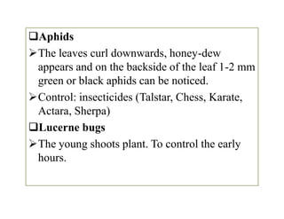 Aphids
The leaves curl downwards, honey-dew
appears and on the backside of the leaf 1-2 mm
green or black aphids can be noticed.
Control: insecticides (Talstar, Chess, Karate,
Actara, Sherpa)
Lucerne bugs
The young shoots plant. To control the early
hours.
Aphids
The leaves curl downwards, honey-dew
appears and on the backside of the leaf 1-2 mm
green or black aphids can be noticed.
Control: insecticides (Talstar, Chess, Karate,
Actara, Sherpa)
Lucerne bugs
The young shoots plant. To control the early
hours.
 