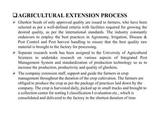 AGRICULTURAL EXTENSION PROCESS
 Gherkin Seeds of only approved quality are issued to farmers, who have been
selected as per a well-defined criteria with facilities required for growing the
desired quality, as per the international standards. The industry constantly
endeavors to employ the best practices in Agronomy, Irrigation, Disease &
Pest Control and Post harvest handling to ensure that the best quality raw
material is brought to the factory for processing.
 Separate research work has been assigned to the University of Agricultural
Sciences to undertake research on various aspects of Integrated Pest
Management System and standardization of production technology so as to
increase the production, productivity and quality of gherkins.
 The company extension staff, support and guide the farmers in crop
management throughout the duration of the crop cultivation. The farmers are
obliged to produce the crop as per the package of practices laid down by the
company. The crop is harvested daily, picked up in small trucks and brought to
a collection center for sorting I classification I evaluation etc., which is
consolidated and delivered to the factory in the shortest duration of time
AGRICULTURAL EXTENSION PROCESS
 Gherkin Seeds of only approved quality are issued to farmers, who have been
selected as per a well-defined criteria with facilities required for growing the
desired quality, as per the international standards. The industry constantly
endeavors to employ the best practices in Agronomy, Irrigation, Disease &
Pest Control and Post harvest handling to ensure that the best quality raw
material is brought to the factory for processing.
 Separate research work has been assigned to the University of Agricultural
Sciences to undertake research on various aspects of Integrated Pest
Management System and standardization of production technology so as to
increase the production, productivity and quality of gherkins.
 The company extension staff, support and guide the farmers in crop
management throughout the duration of the crop cultivation. The farmers are
obliged to produce the crop as per the package of practices laid down by the
company. The crop is harvested daily, picked up in small trucks and brought to
a collection center for sorting I classification I evaluation etc., which is
consolidated and delivered to the factory in the shortest duration of time
 