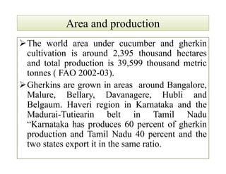 Area and productionArea and production
The world area under cucumber and gherkin
cultivation is around 2,395 thousand hectares
and total production is 39,599 thousand metric
tonnes ( FAO 2002-03).
Gherkins are grown in areas around Bangalore,
Malure, Bellary, Davanagere, Hubli and
Belgaum. Haveri region in Karnataka and the
Madurai-Tutiearin belt in Tamil Nadu
“Karnataka has produces 60 percent of gherkin
production and Tamil Nadu 40 percent and the
two states export it in the same ratio.
The world area under cucumber and gherkin
cultivation is around 2,395 thousand hectares
and total production is 39,599 thousand metric
tonnes ( FAO 2002-03).
Gherkins are grown in areas around Bangalore,
Malure, Bellary, Davanagere, Hubli and
Belgaum. Haveri region in Karnataka and the
Madurai-Tutiearin belt in Tamil Nadu
“Karnataka has produces 60 percent of gherkin
production and Tamil Nadu 40 percent and the
two states export it in the same ratio.
 