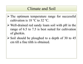 Climate and SoilClimate and Soil
 The optimum temperature range for successful
cultivation is 18 °C to 32 °C.
 Well-drained red sandy loam soil with pH in the
range of 6.5 to 7.5 is best suited for cultivation
of gherkin.
 Soil should be ploughed to a depth of 30 to 45
cm till a fine tilth is obtained.
 The optimum temperature range for successful
cultivation is 18 °C to 32 °C.
 Well-drained red sandy loam soil with pH in the
range of 6.5 to 7.5 is best suited for cultivation
of gherkin.
 Soil should be ploughed to a depth of 30 to 45
cm till a fine tilth is obtained.
 