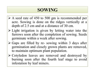 SOWINGSOWING
 A seed rate of 450 to 500 gm is recommended per
acre. Sowing is done on the ridges vertically at a
depth of 2.5 cm and at a distance of 30 cm.
 Light irrigation is given by letting water into the
furrows soon after the completion of sowing. Seeds
germinate within a week after sowing.
 Gaps are filled by re­ sowing within 3 days after
germination and closely grown plants are removed,
to maintain optimum plant population.
 Cotyledon leaves are removed and destroyed by
burning soon after the fourth leaf stage to avoid
infestation by leaf miners.
 A seed rate of 450 to 500 gm is recommended per
acre. Sowing is done on the ridges vertically at a
depth of 2.5 cm and at a distance of 30 cm.
 Light irrigation is given by letting water into the
furrows soon after the completion of sowing. Seeds
germinate within a week after sowing.
 Gaps are filled by re­ sowing within 3 days after
germination and closely grown plants are removed,
to maintain optimum plant population.
 Cotyledon leaves are removed and destroyed by
burning soon after the fourth leaf stage to avoid
infestation by leaf miners.
 