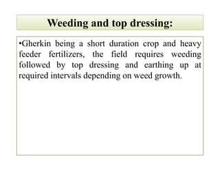 Weeding and top dressing:Weeding and top dressing:
•Gherkin being a short duration crop and heavy
feeder fertilizers, the field requires weeding
followed by top dressing and earthing up at
required intervals depending on weed growth.
•Gherkin being a short duration crop and heavy
feeder fertilizers, the field requires weeding
followed by top dressing and earthing up at
required intervals depending on weed growth.
 
