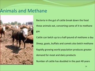 Animals and Methane Bacteria in the gut of cattle break down the food these animals eat, converting some of it to methane gas Cattle can belch up to a half-pound of methane a day Sheep, goats, buffalo and camels also belch methane Rapidly growing world population produces greater demand for meat and dairy products Number of cattle has doubled in the past 40 years 